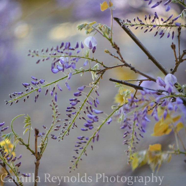 wisteria-0405-2