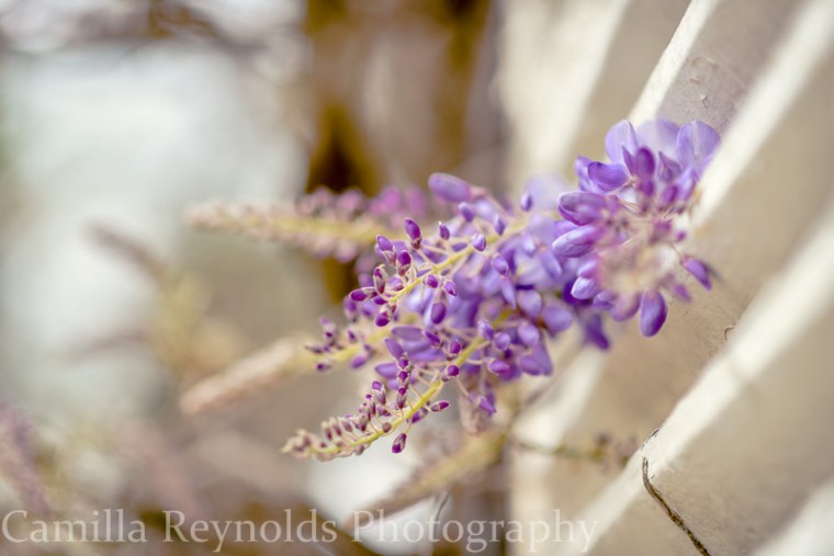 wisteria-2