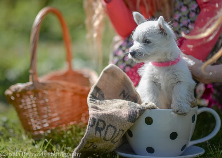 children outdoor photo shoot Cotswolds Gloucsetershire