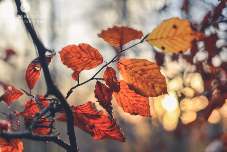 autumn countryside Cotswolds Gloucestershire photographer
