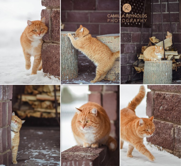 cute ginger cat snow 