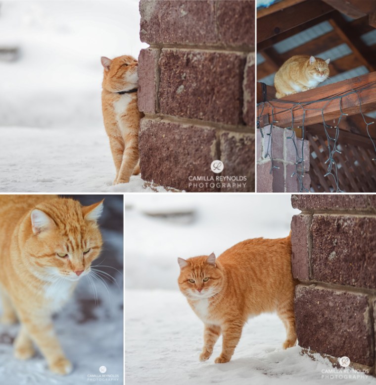 ginger_cat_snow_photography (10)