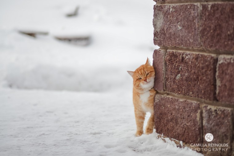 ginger_cat_snow_photography (11)