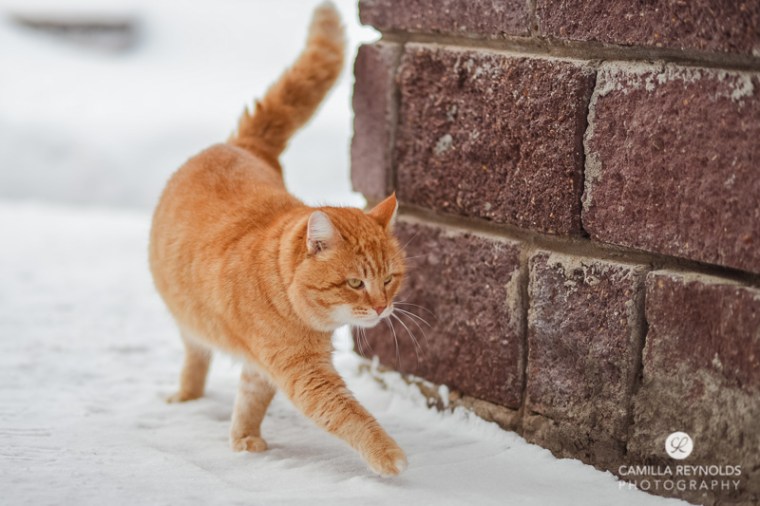 ginger_cat_snow_photography (12)