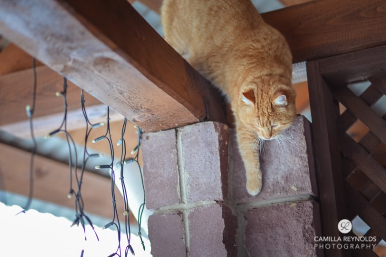 ginger_cat_snow_photography (13)