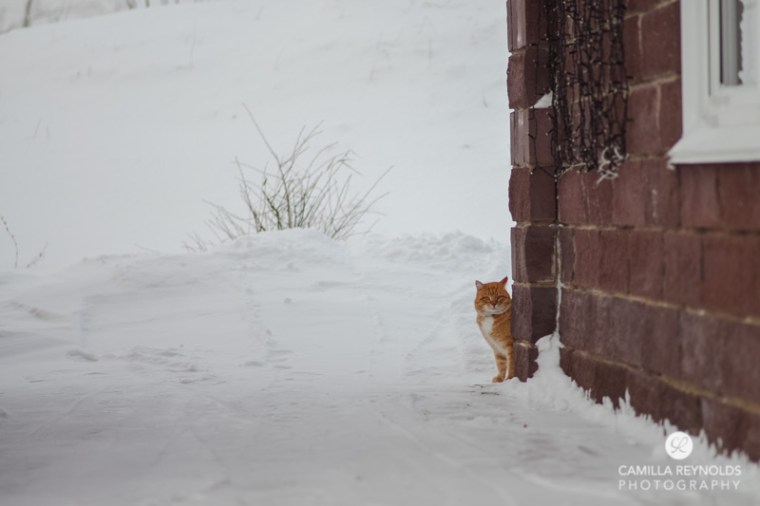 ginger_cat_snow_photography (14)