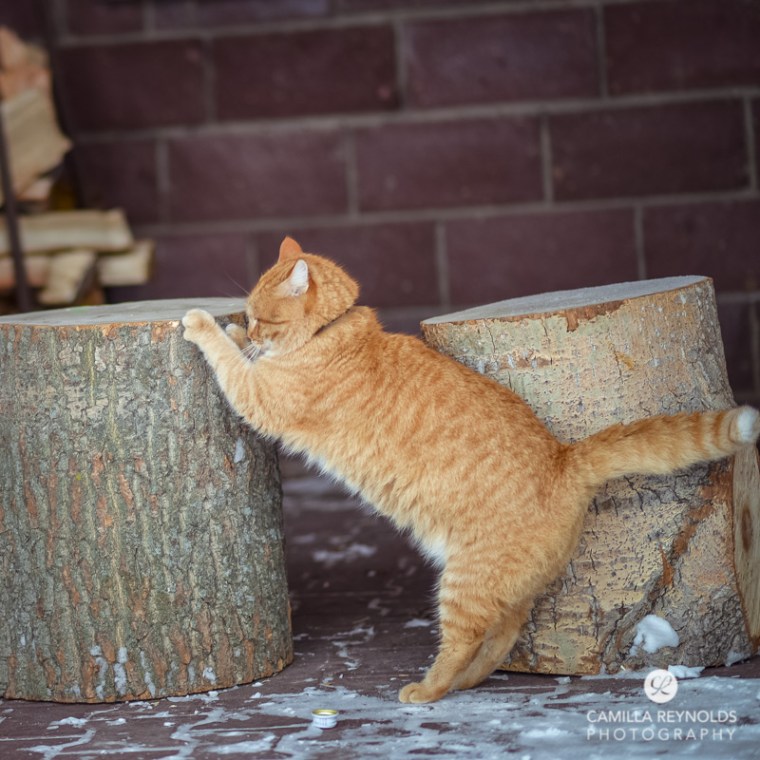 ginger_cat_snow_photography (15)