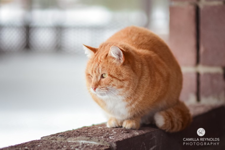 ginger_cat_snow_photography (16)