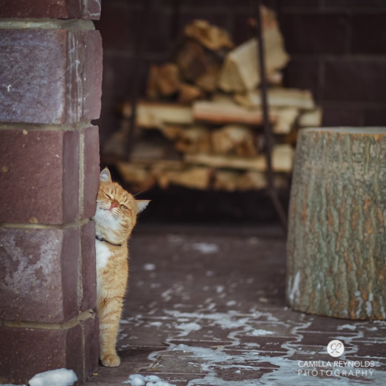 cute ginger cat photography