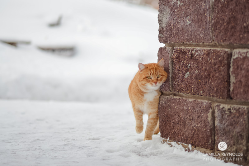 cute ginger cat snow