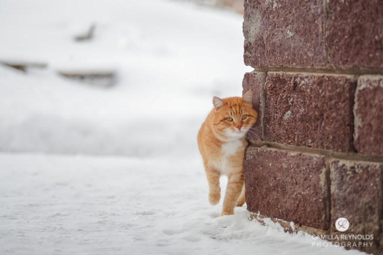 cute ginger cat snow 