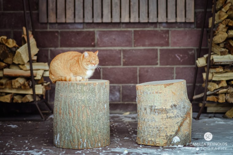 ginger_cat_snow_photography (5)