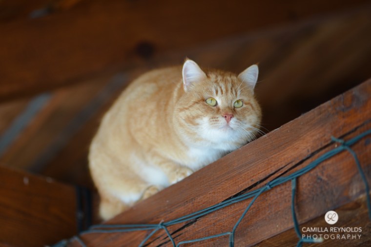 cute ginger cat snow 