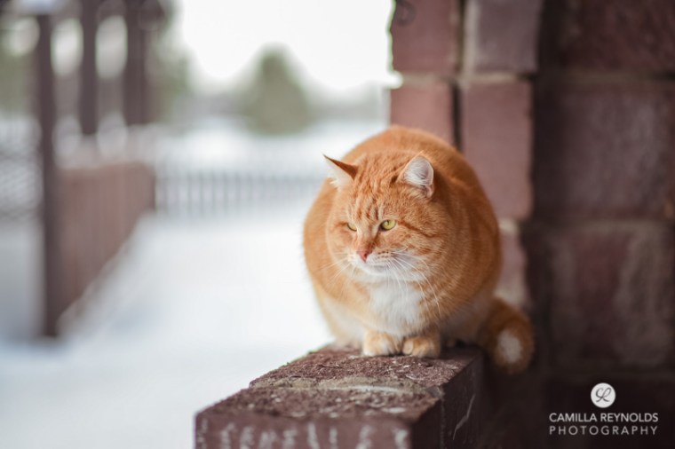 ginger_cat_snow_photography (7)