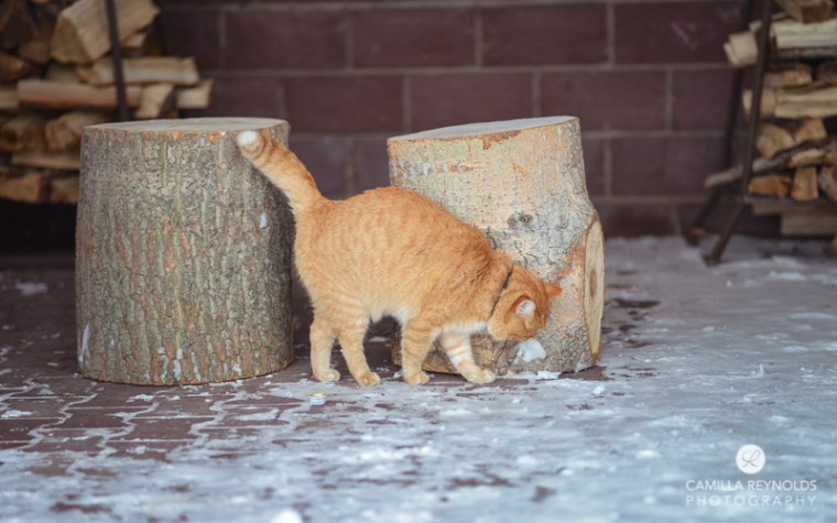 ginger_cat_snow_photography (9)