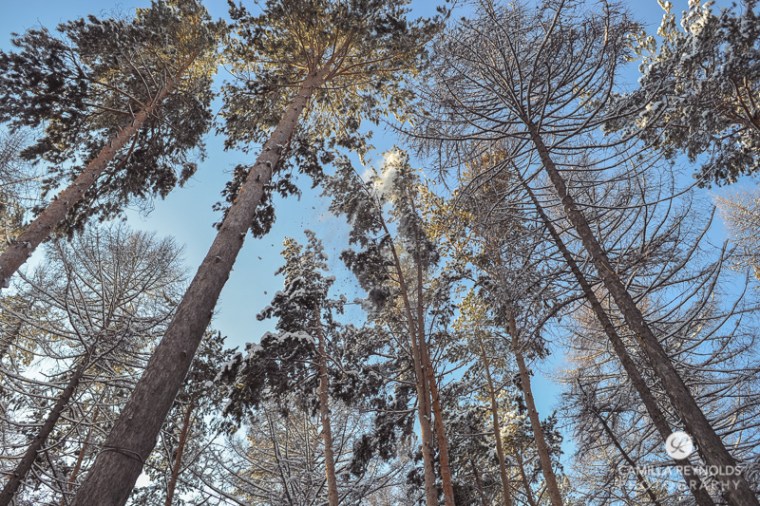 winter nature photography (10)