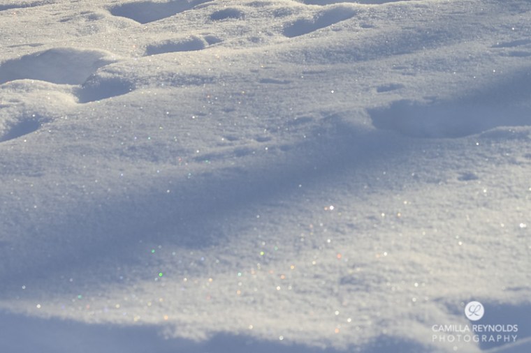 winter nature photography (11)