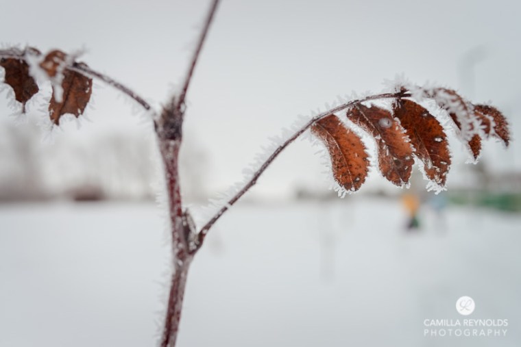 winter nature photography (12)