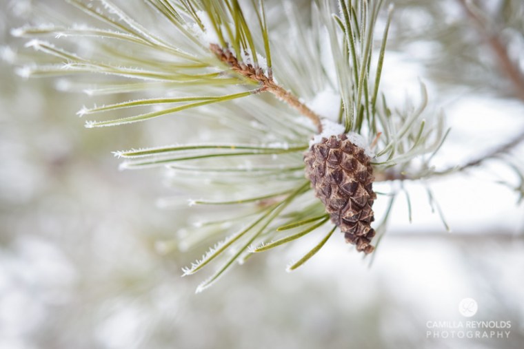 winter nature photography (3)