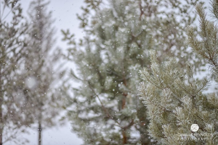 winter nature photography (4)