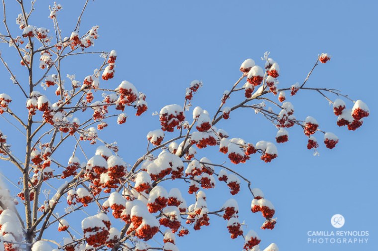 winter nature photography (8)