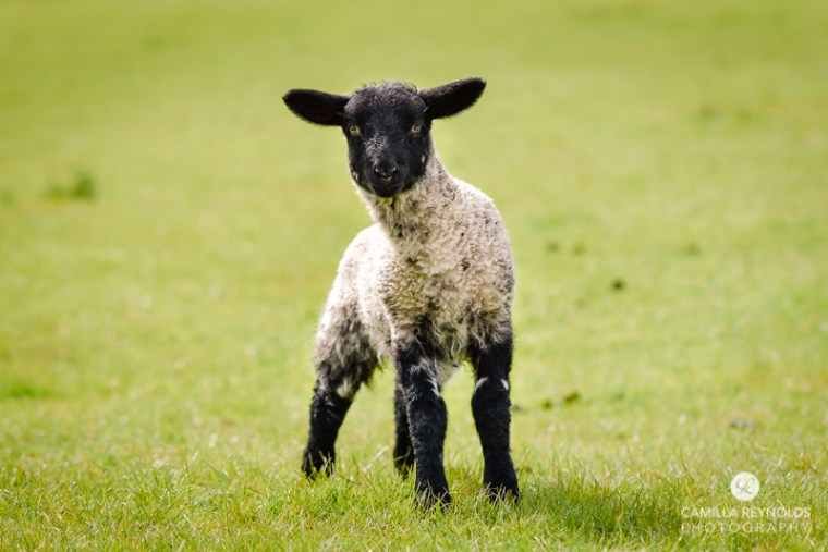 Dumbleton Hall weddings Cotswold wedding photographer (7)