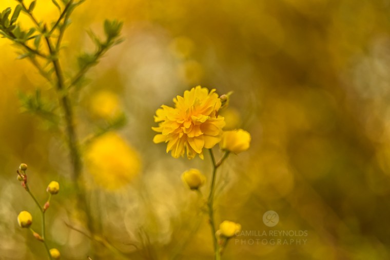 camilla reynolds fine art