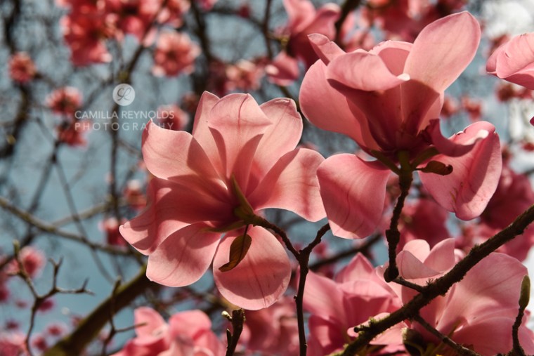 Camilla Reynolds photographer (11)