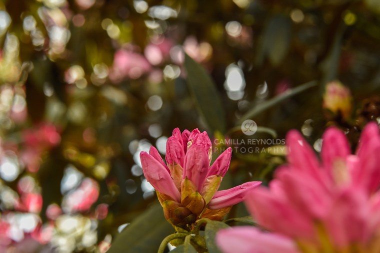 Camilla Reynolds photographer (13)