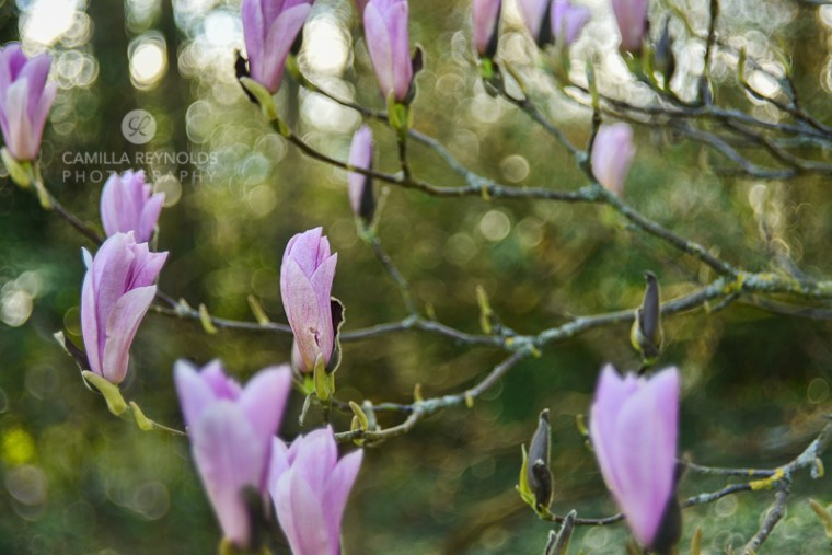 Camilla Reynolds photographer (16)