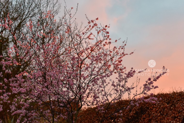 Camilla Reynolds photographer (17)