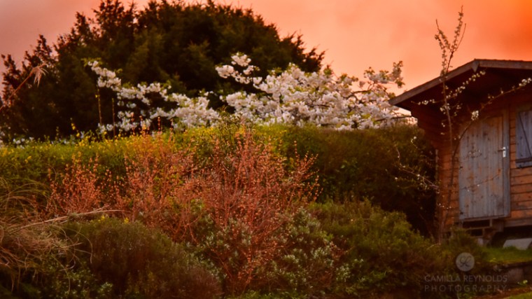 Camilla Reynolds photographer (18)