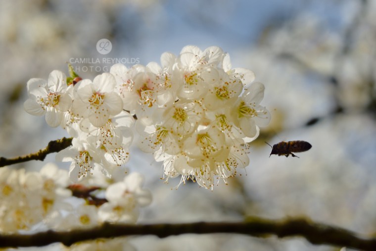 Camilla Reynolds photographer (24)