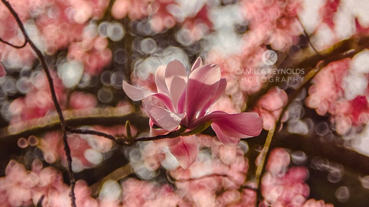 Camilla Reynolds photographer (3)