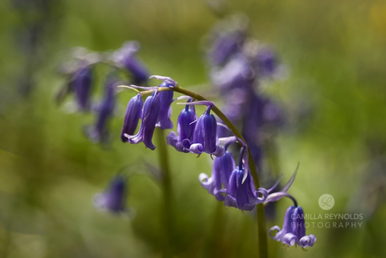 Camilla Reynolds photographer (6)