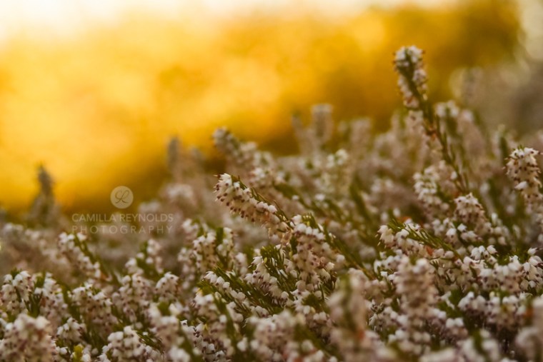 Camilla Reynolds photographer (9)