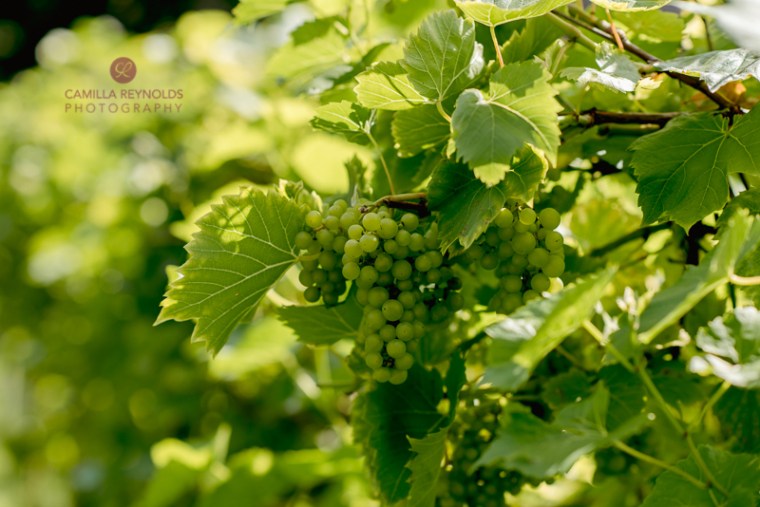 Bear of rodborough wedding photography Cotswolds (13)