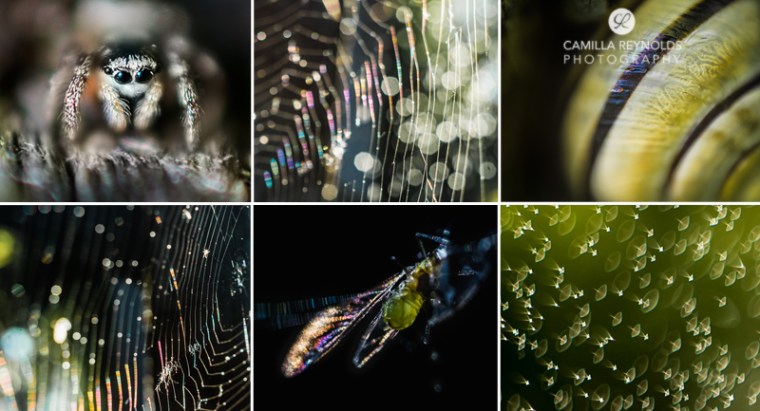 macro camilla reynolds