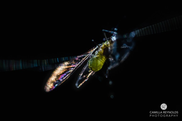 macro nature photo Camilla Reynolds-1