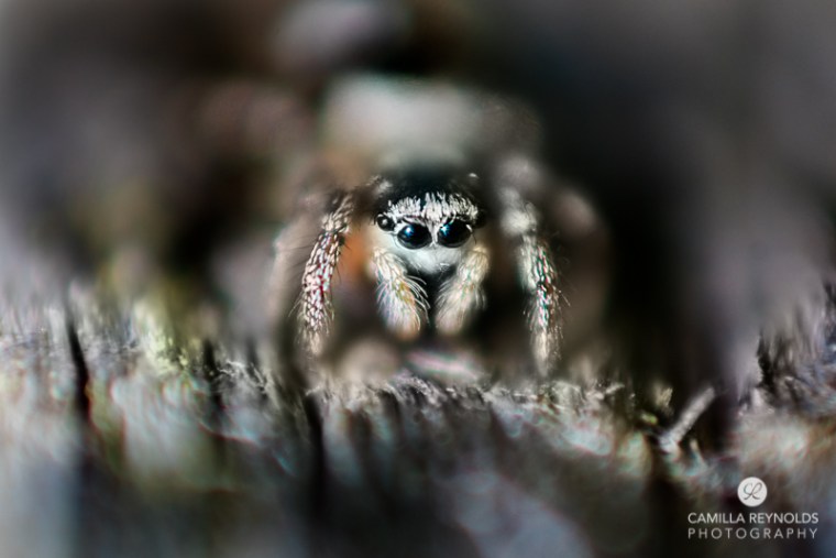 macro nature photo Camilla Reynolds-3