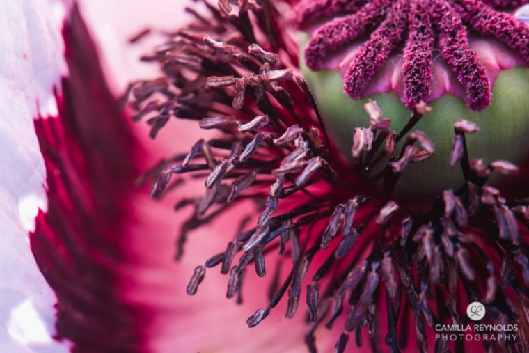 macro nature photo Camilla Reynolds-4