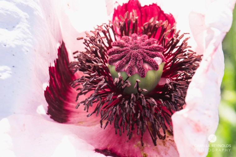 macro nature photo Camilla Reynolds-5