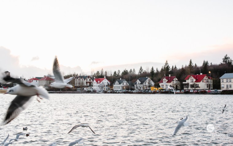 iceland camilla reynolds photography (30)