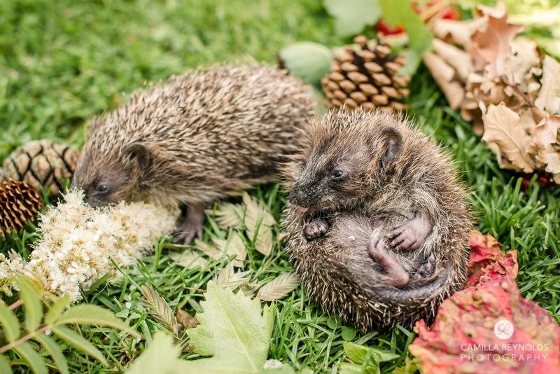 baby animals photography