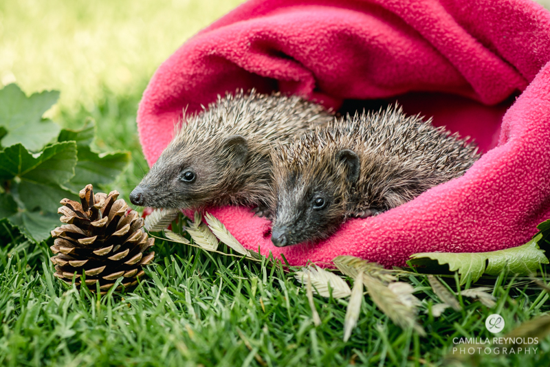 camilla reynolds photography