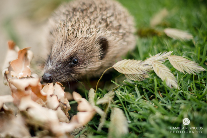 cotwold photographer animals