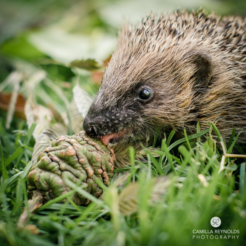 cotwold photographer hedgehogs