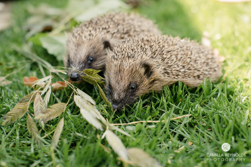 cotwold photography pets