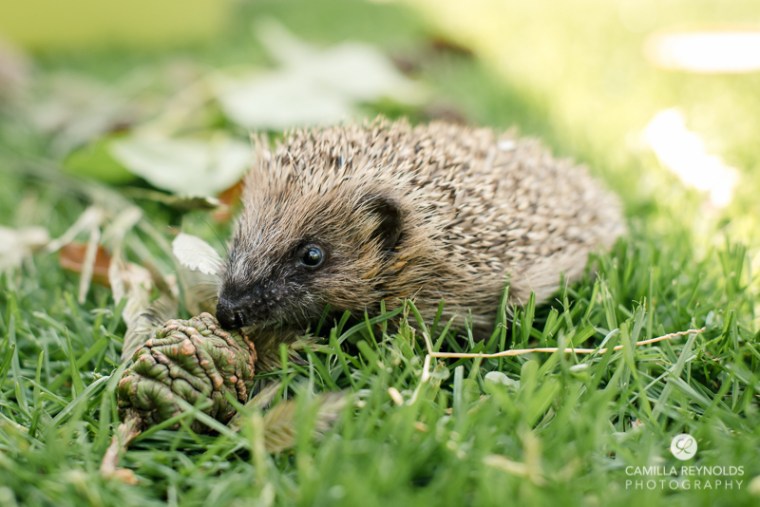 cotwolds photographer animals