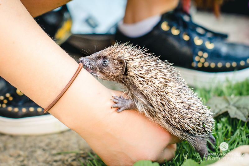 curious hedgehog photo camilla reynolds